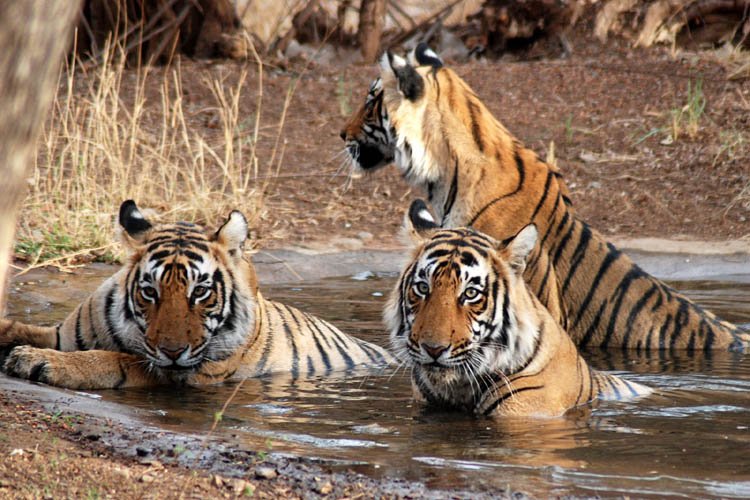 ranthambore tour package