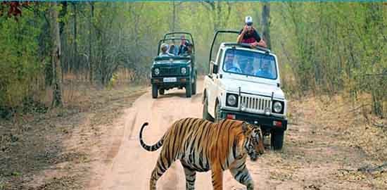 corbett tour package